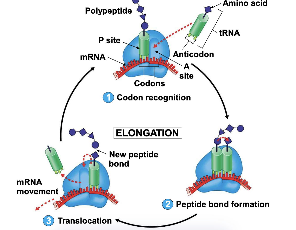 🧬 BIO1008 Final Revision 相关图片