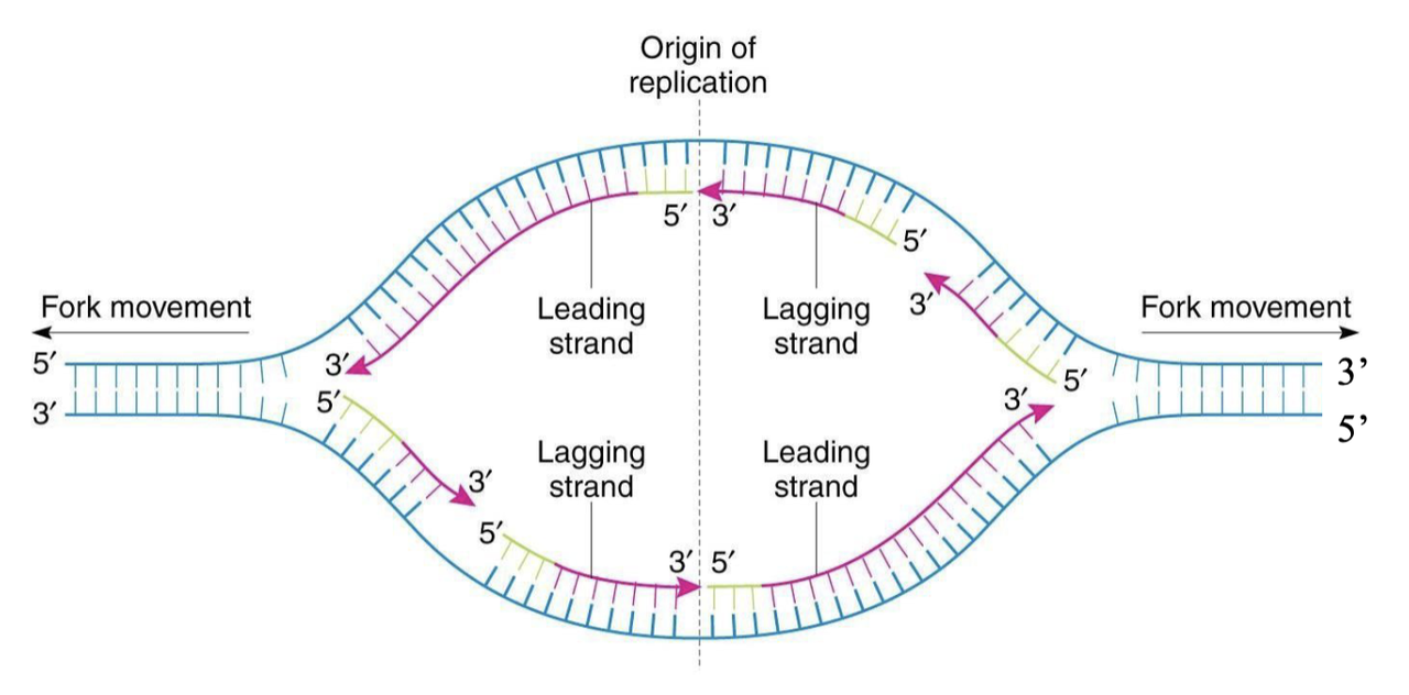 🧬 BIO1008 Final Revision 相关图片