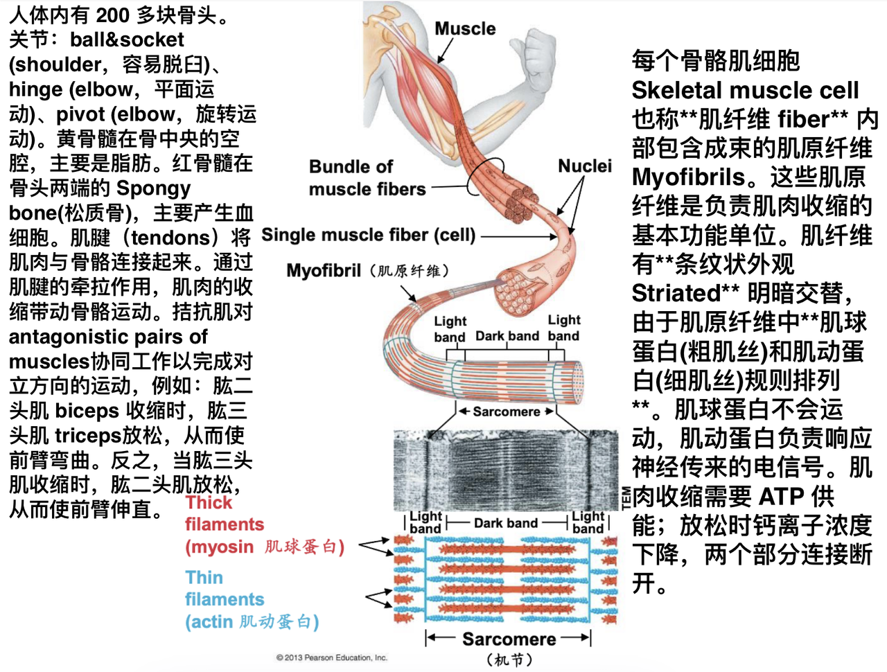 🧬 BIO1008 Final Revision 相关图片