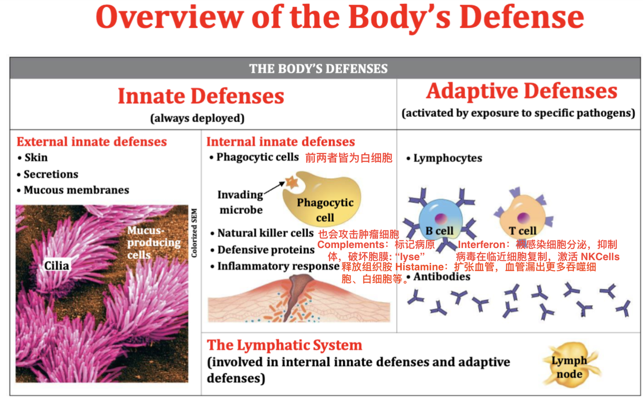 🧬 BIO1008 Final Revision 相关图片