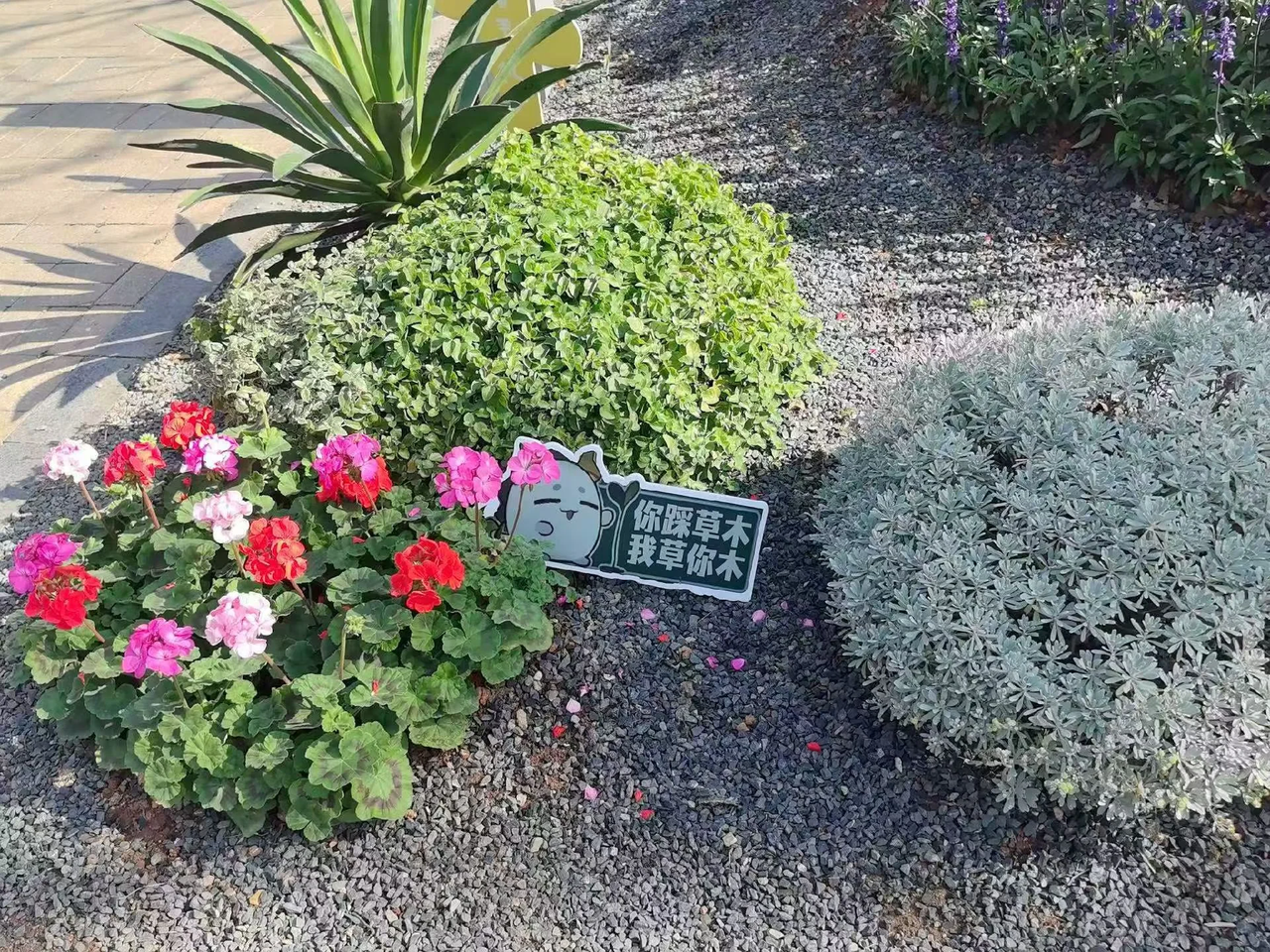 龙大生存指南 CUHKSZ Survival Handbook 相关图片