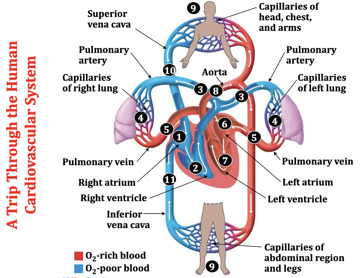 🧬 BIO1008 Final Revision 相关图片